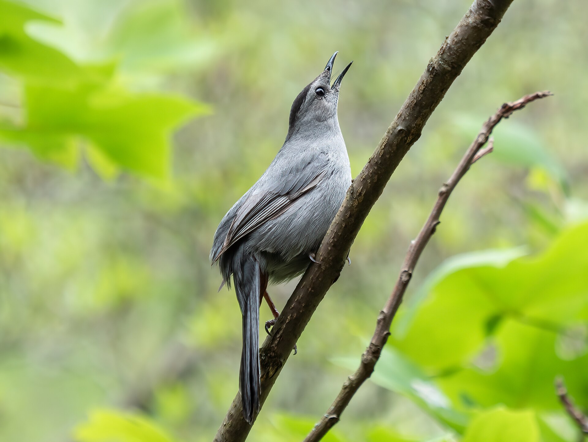 A grey bird sings from a branch, representing the immersive experience of streaming tv.
